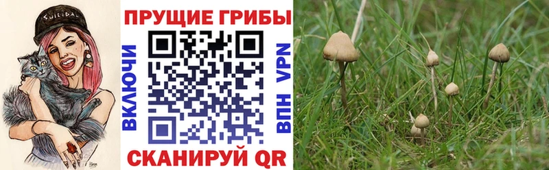 Купить где  Сретенск  Псилоцибиновые грибы прущие грибы 